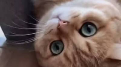Чего смотришь? Гладь! Котик из Китая очаровал сеть своей красотой и поведением (Видео)