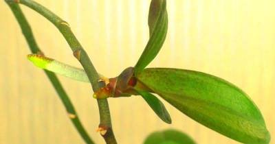 Попробуйте вырастить новую орхидею-детку из срезанного цветоноса