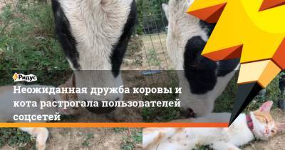 Неожиданная дружба коровы и кота растрогала пользователей соцсетей