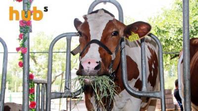 Минагрополитики выделило 57,7 млн грн дотации владельцам коров