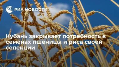 Кубань на сто процентов закрывает потребность в семенах пшеницы и риса своей селекции