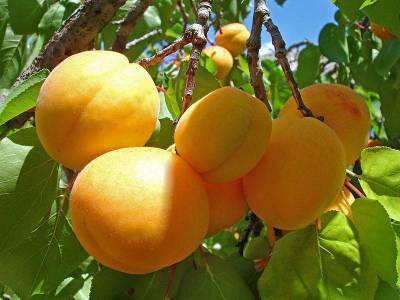Чем полезны абрикосы и где находится «абрикосовый рай»? - skuke.net