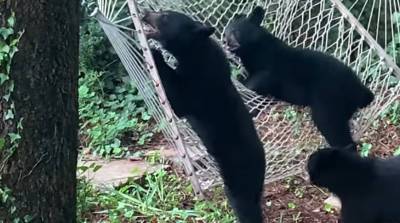 Уморительный конфуз с любопытными медвежатами попал на видео - какая синхронность!