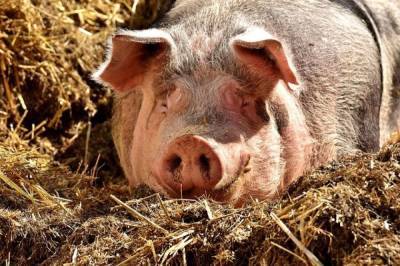 Из-за африканской чумы свиней в Хабаровске введен режим ЧС