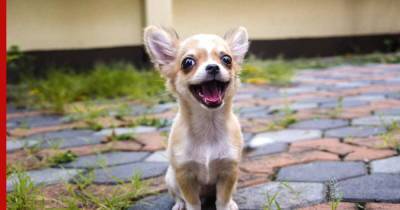 Собаки с чувством юмора: 6 веселых и игривых пород, которые всегда рассмешат