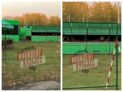 «Животные страдают»: кемеровчане пожаловались на передвижной зоопарк на бульваре Строителей