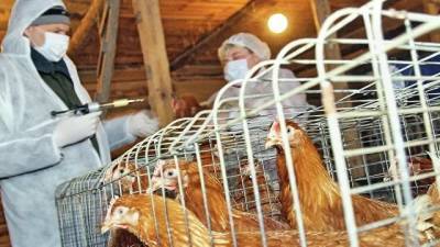 Жителей одного из районов Башкирии начали вакцинировать от птичьего гриппа