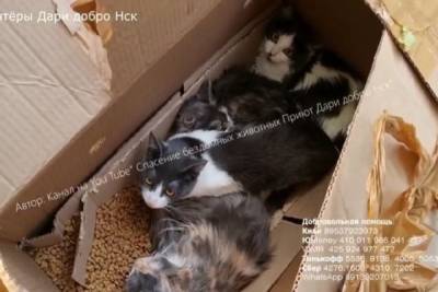 Три заклеенные коробки с кошками нашли в лесу под Новосибирском
