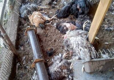 Жители Дягилева сообщили о неизвестном животном, убивающем домашних птиц
