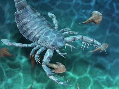 Новый вид ракоскорпиона обнаружен палеонтологами в Китае