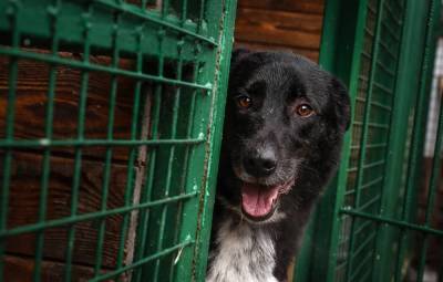 Полиция начала проверку по факту отравления собак в приюте "Лохматая душа"