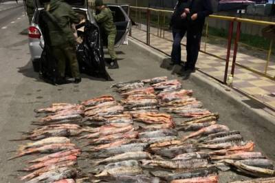 Пограничники в Дагестане изъяли у автомобилистов 400 кг русского осетра