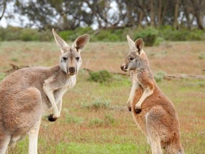 В Австралии подростков обвиняют в убийстве 14 кенгуру