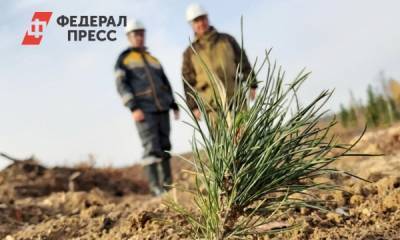 В Югре сотрудники «Самотлорнефтегаза» высадили 350 тысяч хвойных деревьев