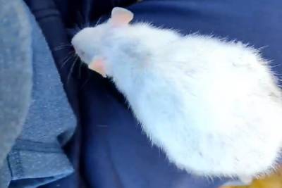 В Тверской области в каменоломне выбросили домашних крыс