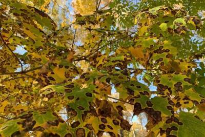 Листья кленов в Центральном парке им. П.П. Белоусова покрылись черными пятнами