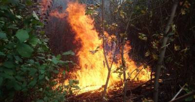Крупный пожар на Сумщине: огнеборцам удалось спасти лес и жилой сектор (ВИДЕО)