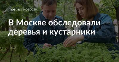 В Москве обследовали деревья и кустарники