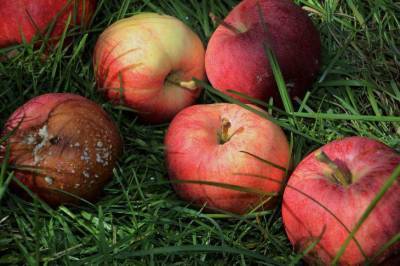 Куда девать опавшие яблоки в саду: хитрости, о которых не знают дачники
