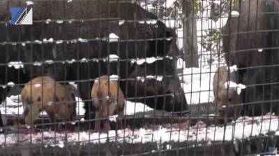 В кузбасском экоцентре появились на свет четыре детёныша дикого кабана