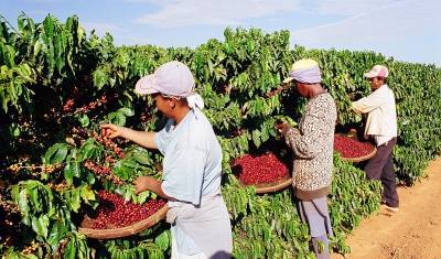 Колумбийские фермеры взвинтили мировые цены на кофе