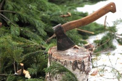 Мужчина из Тверской области нарубил дров и получил наказание