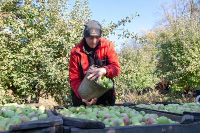 Под Воронежем бригада осужденных КП-10 помогает одной из плодово-ягодных компаний в уборке урожая яблок