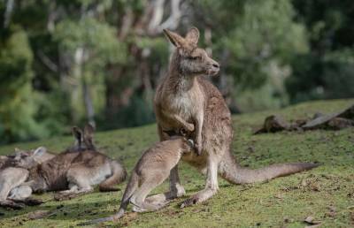 Австралийские подростки предстанут перед судом за убийство 14 кенгуру