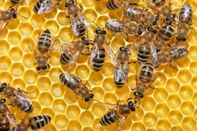 Из Удмуртской Республики экспортировано 535 кг мёда в Швейцарию