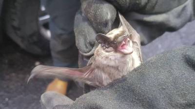 «Страшный зверь»: спасатели обнаружили летучую мышь в московской квартире