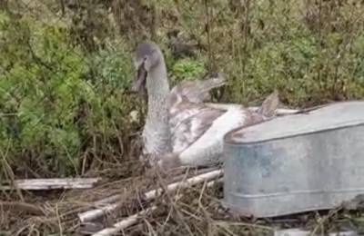 На дачах возле Димитровграда нашли изможденного лебедя