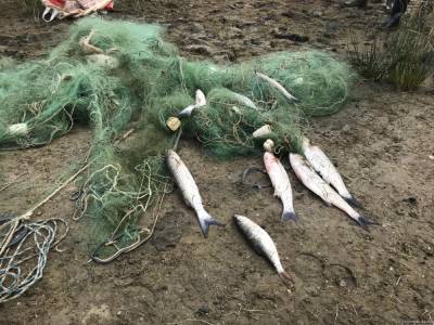 В водоемах Азербайджана сократились рыбные ресурсы