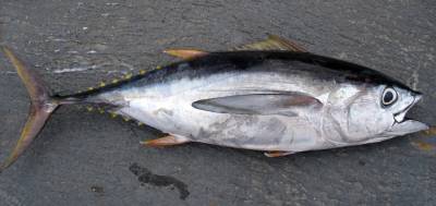 Тунец: почему эту рыбу запрещено есть детям до 5 лет - Русская семеркаРусская семерка