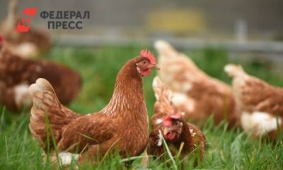 В Тюменской области выявили новый очаг птичьего гриппа