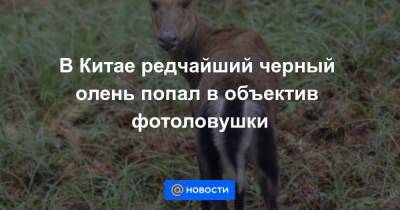 В Китае редчайший черный олень попал в объектив фотоловушки