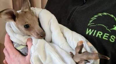 В Австралии два подростка убили 14 кенгуру, в том числе двух детенышей