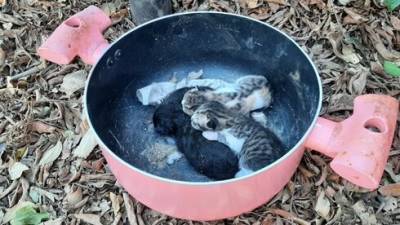 Кастрюлю с котятами выбросили на улицу в Кирьят-Моцкине
