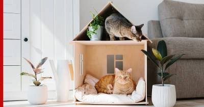Коробки, корзинки, лежанки: как выбрать домик для кошки