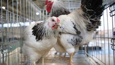Андрей Базылев - Эксперт назвал употребление мяса птицы возможной причиной развития рака - iz.ru - Израиль