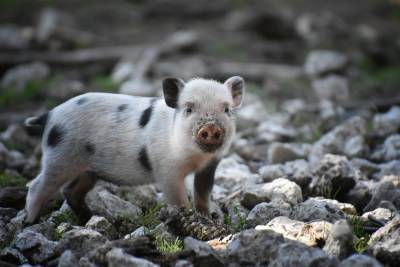 В Рязани ввели карантин по африканской чуме свиней