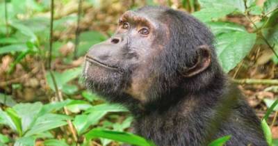 Ученые выяснили, как выжили предки приматов, после падения астероида 66 млн лет назад