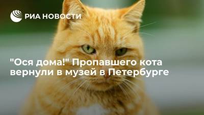 Пропавшего кота Осю вернули в музей Анны Ахматовой в Петербурге