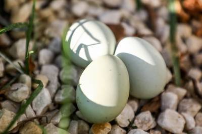 Частое употребление яиц увеличивает риск развития агрессивного рака