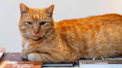История чудесного спасения кота Оси, ставшего талисманом Фонтанного дома