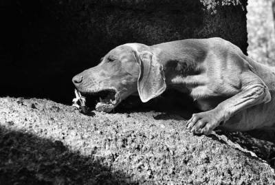 В Коста-Рике раскопали кости древних собак, живших 12 тысяч лет назад