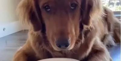 Реакція собаки, якого посадили на дієту, зворушила мережу