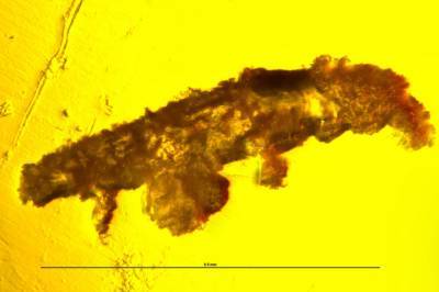 16 миллионов лет в янтаре: учёные нашли древнейшие останки самого неуязвимого существа на планете - Русская семеркаРусская семерка