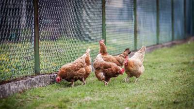 Онколог связал употребление индейки и курицы с риском развития рака
