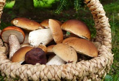 Американские исследователи: грибы могут снизить риск возникновения депрессии