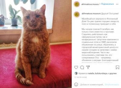 Пропавший из музея Анны Ахматовой кот Ося вернулся домой
